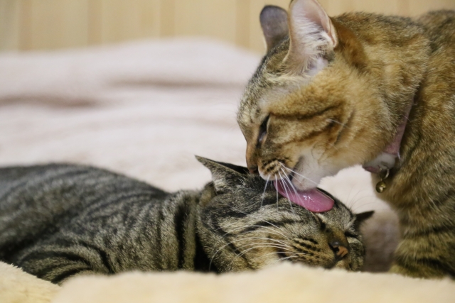 20161109_y-koba_cat_02