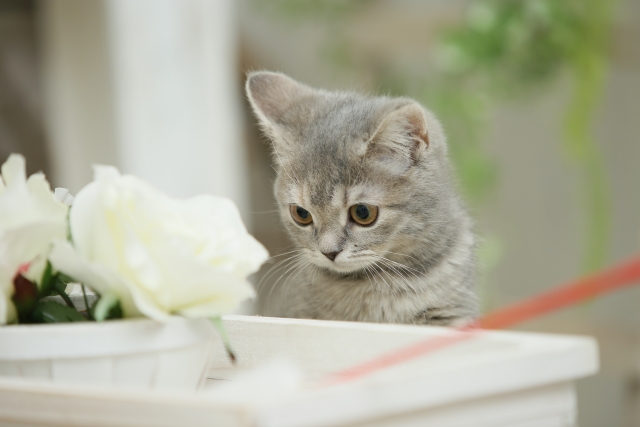 20161109_y-koba_cat_03