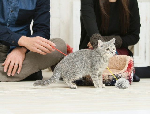 20161109_y-koba_cat_04