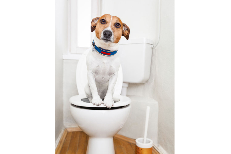 「ウォシュレット」の語源は「Let wash（レット ウォッシュ）」!?　トイレにまつわる雑学3選