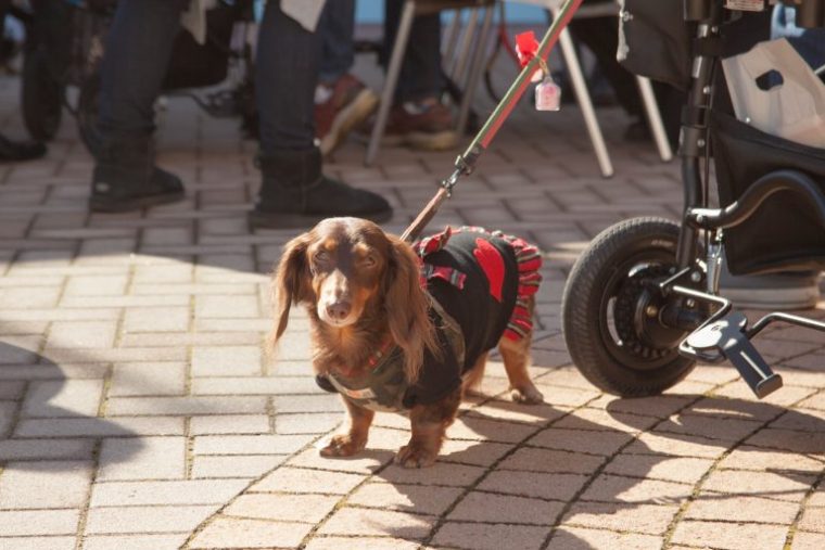 ↑来場した犬も気持ちよさそうに、会場となった空の広場を散歩していました