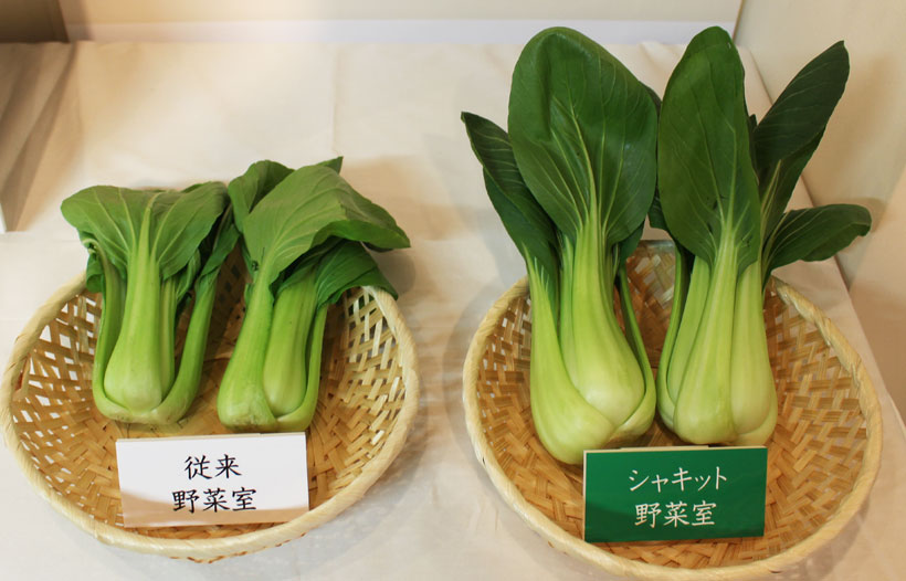 ↑3日間の保存で、こんなに違いが