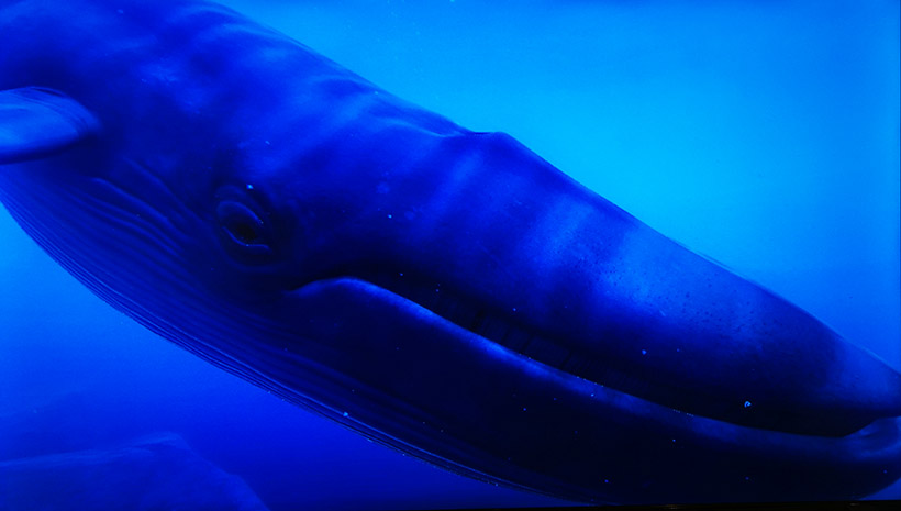 ↑「theblu」をプレイ。目の前に巨大なクジラが迫ってきました