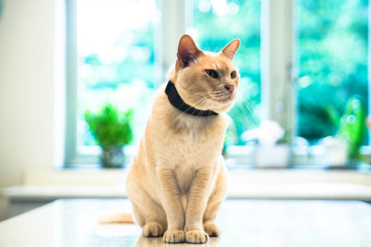 もう愛猫が迷子になっても大丈夫！Twitterで話題の猫追跡アイテム「PAWTRACK」
