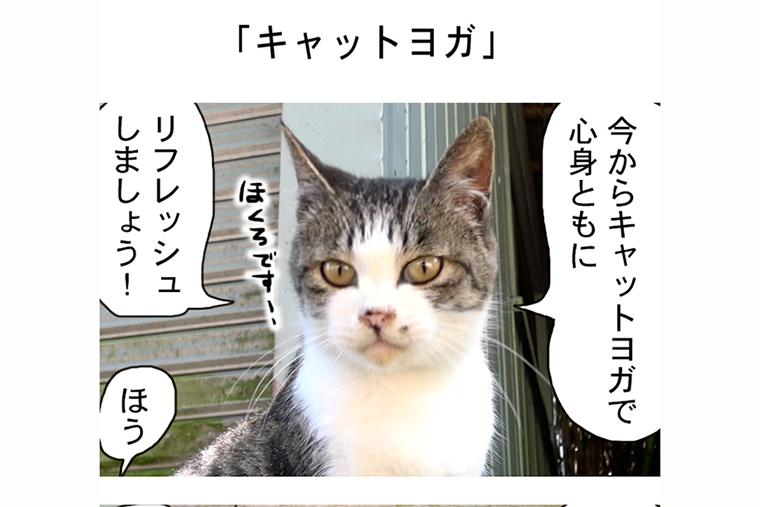 連載マンガ「田代島便り 出張版」 第31回「キャットヨガ」
