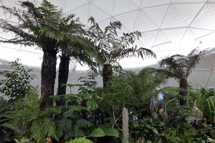 ↑ドーム内は世界各地の魅力的な樹種で彩られ、ちょっとした植物園のような空間が広がっている