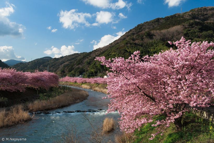 20170323_y-koba_sakura (1)