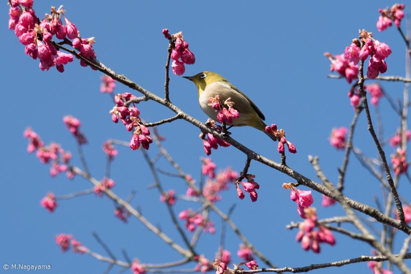 20170323_y-koba_sakura (10)