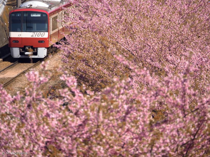 20170323_y-koba_sakura (11)