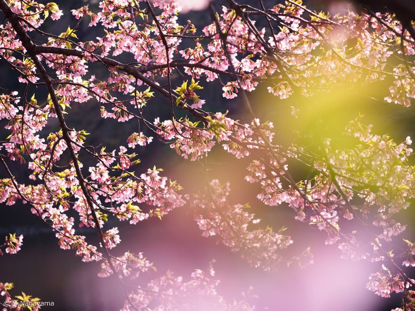 20170323_y-koba_sakura (3)