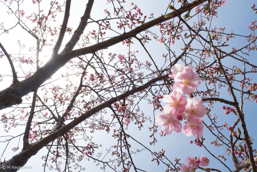 20170323_y-koba_sakura (4)