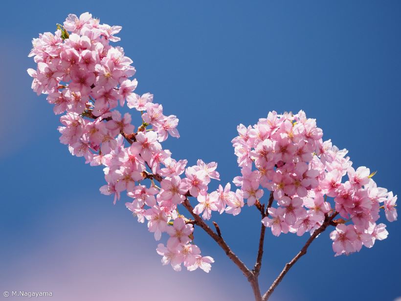 20170323_y-koba_sakura (5)