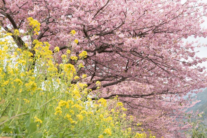 20170323_y-koba_sakura (6)