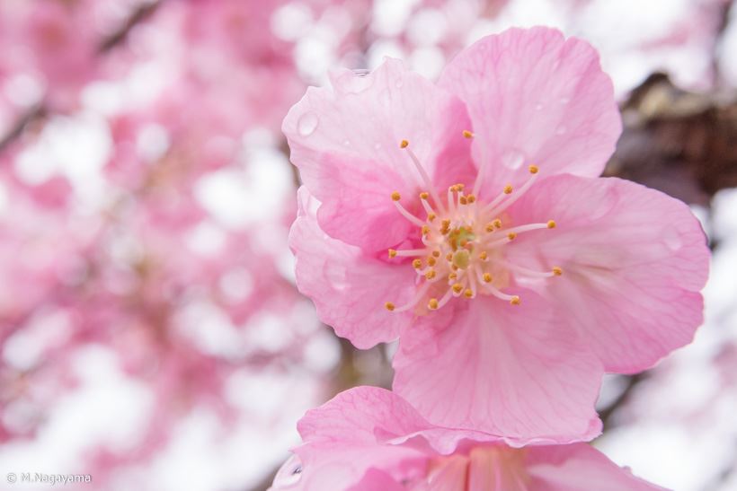 20170323_y-koba_sakura (7)