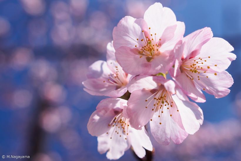今年こそ失敗しない! プロが教える「桜」を撮るための7つのこだわり【前編】