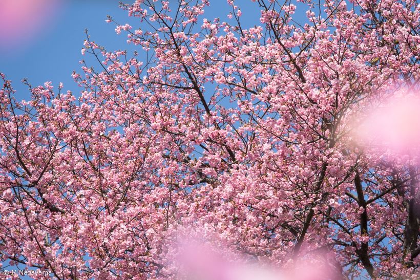 20170323_y-koba_sakura (9)