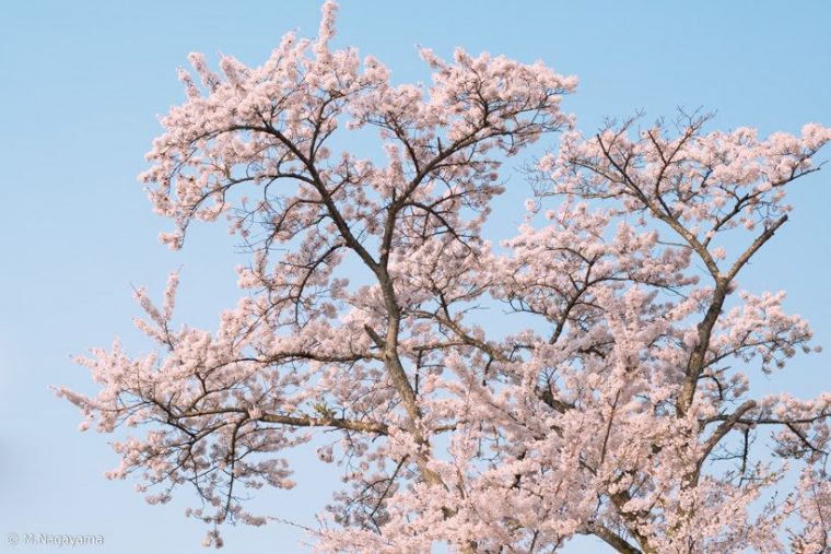 sakura_12_R