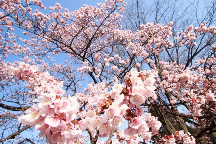 sakura_13_R