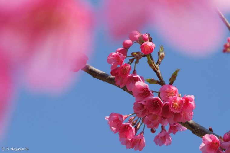 sakura_14_R