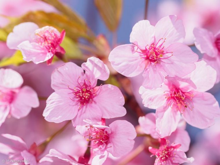 sakura_15_R