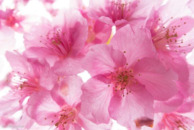 sakura_16_R