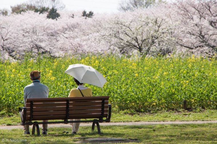 sakura_18_R