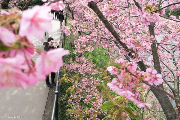 sakura_19_R