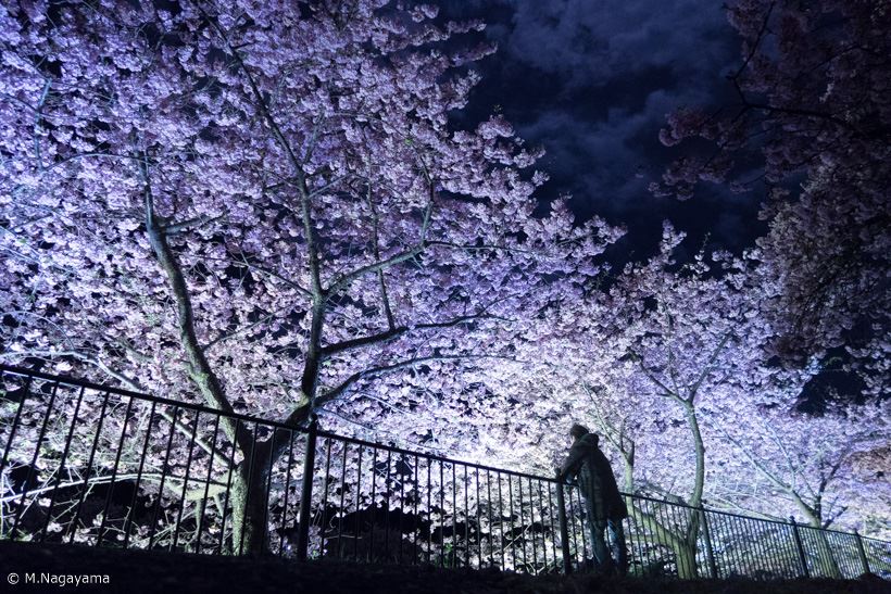 今年の桜写真はひと味違う! プロが教える「桜」を撮るための7つのこだわり【後編】
