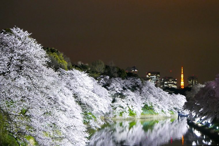 【まだ間に合う】去年とは一味違う「ほめられ桜フォト」を撮ろう