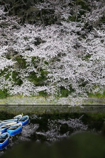 ↑堀に向かって垂れ下がるように咲く桜。水面に映った桜もまた、とても美しく、この水鏡を使わない手はありません。水面に映る部分を構図の中でもっと多くする、あるいはいっそ水鏡だけ撮ってみても