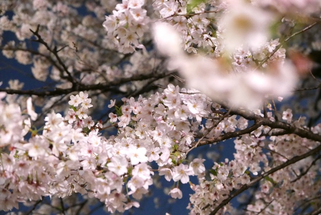 ↑ 1本の大きな桜の木。低い位置にある花をレンズの端に入れつつ、遠くの高所にある花にピントを合わせます。距離が離れているほど強くボケるので、より奥行きが出せるように