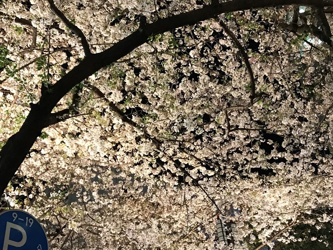 ↑これは失敗例。大きな桜の木に満開に咲いた桜を、いっぱいにおさめていますが、これではのっぺりとした印象になってしまいます