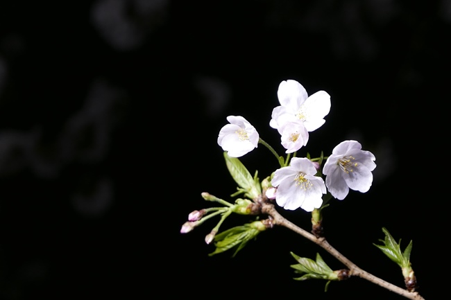 ↑枝の先に咲いた桜を、余白を多くとって撮影したもの。ちなみに夜桜を撮るなど、背景が暗いほど、桜の花びらの白さや形の美しさが際立ちます