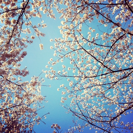 ↑ 見上げると、空を背景に桜が美しく咲いている姿を確認できるでしょう。背景となる空を少し多めに入れて、遠くの枝の先をまとめて撮れば、空に桜がよく映えます