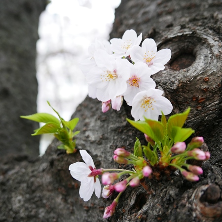 ↑ 幹から咲いている小さな花を狙う手もあり。低い位置にあるので寄って撮りやすく、花びらまでしっかり見せられます