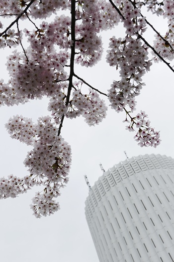 ↑桜を下から見上げた先に、タワービル。自然の桜と人工的な建物とのコントラストが、桜の美しさを際立たせます