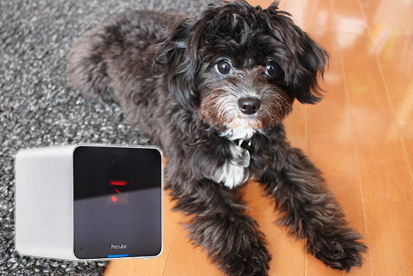 留守番もこれで安心! 外出先からペットと遊べる「Petcube Camera」がおもしろい