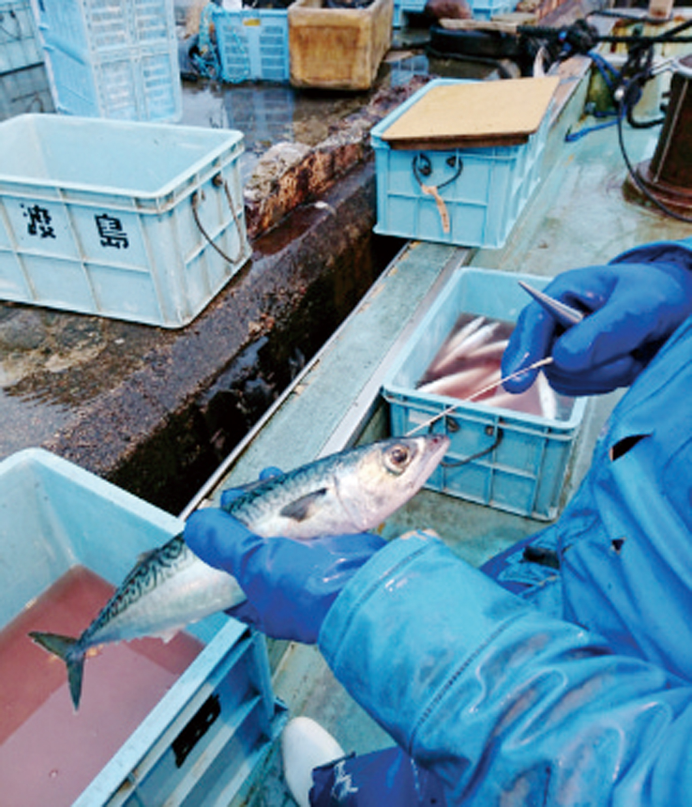 ↑ 能登地方の漁師、順毛さんから季節の鮮魚が届くセットを注文