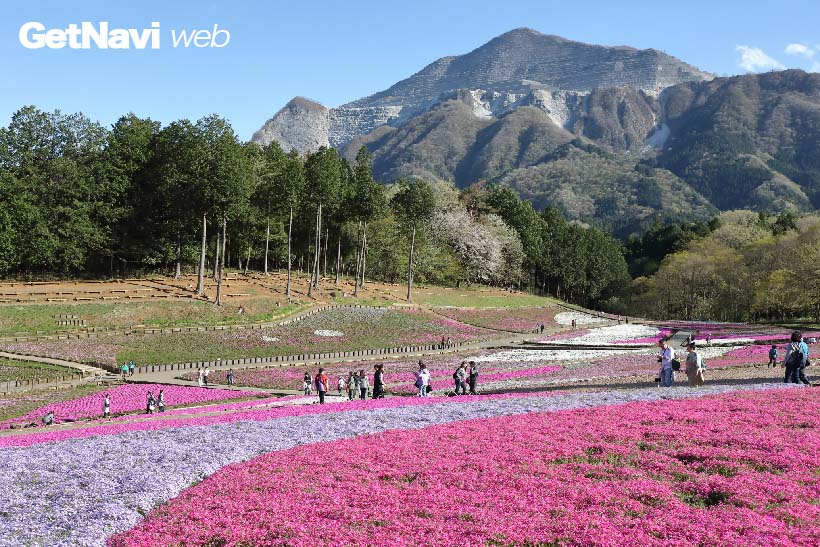 ↑羊山公園内の芝桜の丘。4月19日現在、五分咲きだった。5月上旬に満開となりそうだ
