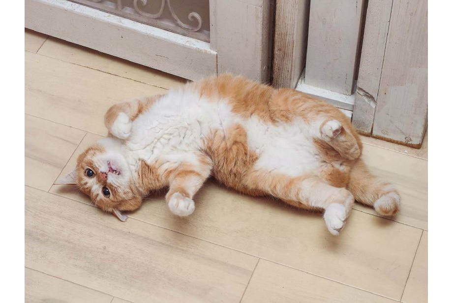 Amazonで見つけたネコちゃんアイテム! これは飼い主なら思わず”ポチる”