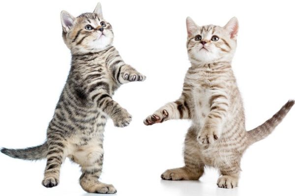 猫カフェで感じる「猫好きのジレンマ」とは？