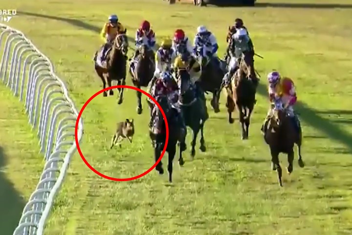 やっぱりオーストラリア! 競馬のレースにカンガルーが乱入、ピョンピョン跳ねる