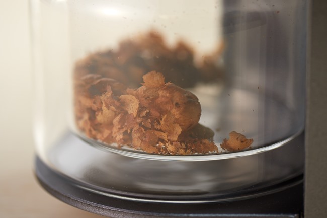 焙煎が進むうちにチャフ(豆の薄皮)が徐々に吹き飛ばされ、セットされている瓶の中に溜まっていきます。