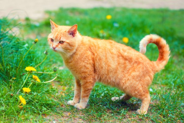 猫好きの品格。ネコにまつわる自負と熱意について