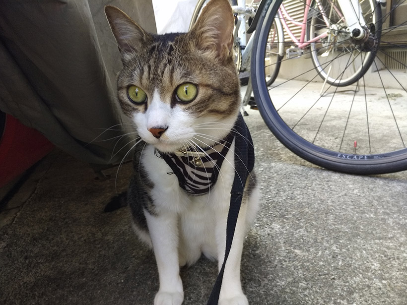 ↑オートフォーカスは速めなので動物も問題なく撮影可