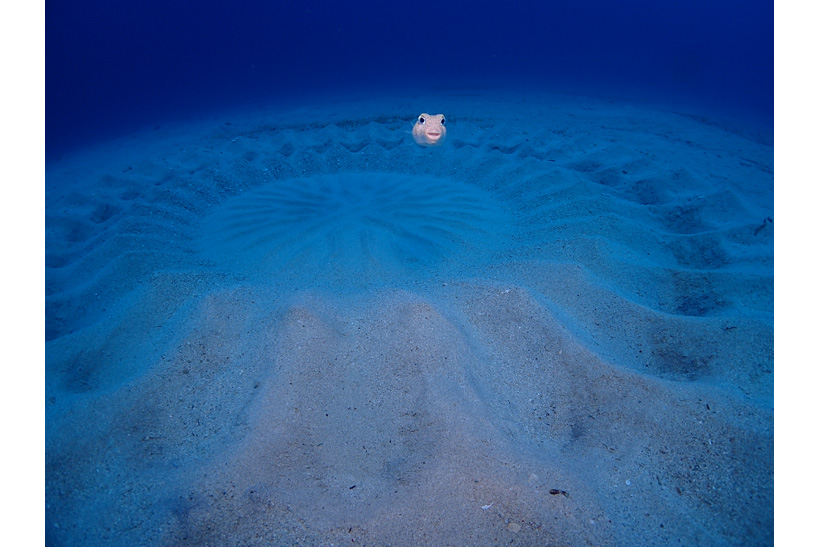 美しいサンゴ礁で不思議な魚が暮らす別世界――夏休みは奄美の海にGo！