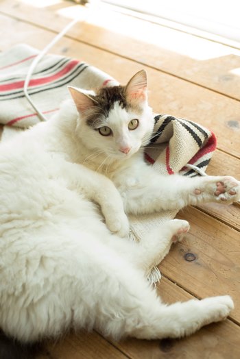 ヒラクさんの自宅兼発酵ラボには愛猫も。対談中も、気ままにヒラクさんの周りのぶらぶら