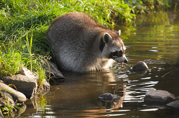アライグマは食べ物を洗っているワケじゃなかった! その本当の理由は……