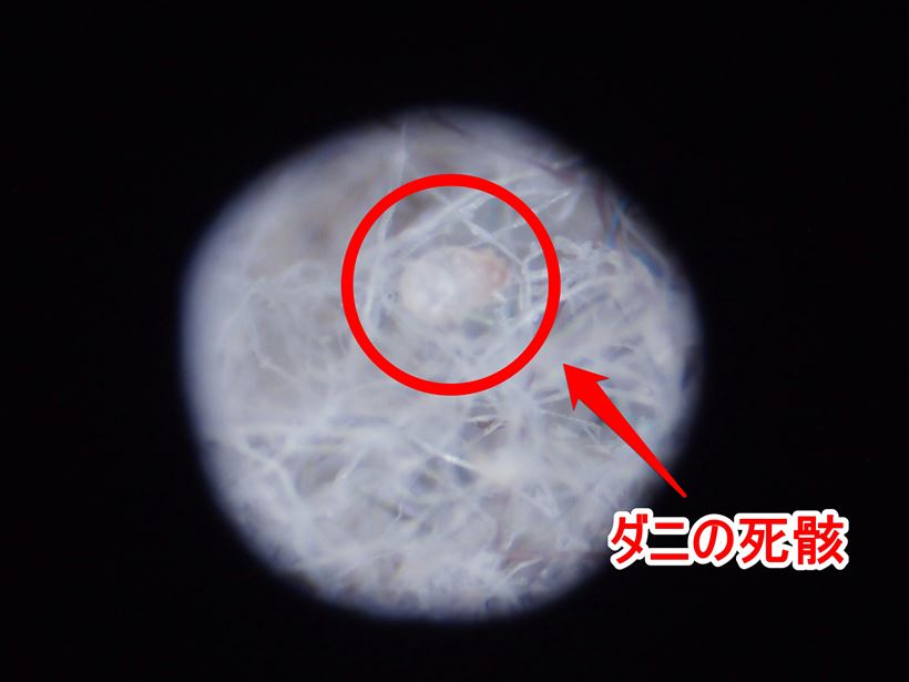 20170703_y-koba6 (14)