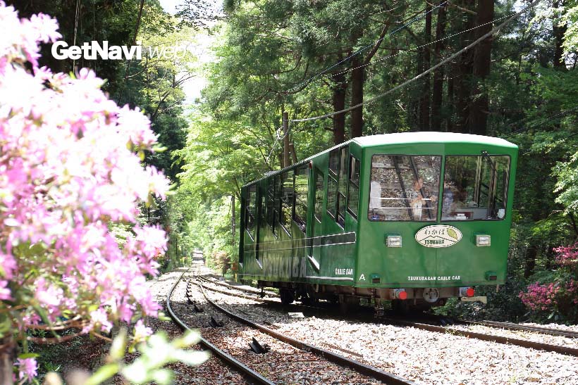 ↑四季それぞれの花が楽しめる筑波山。筑波山ケーブルカーの行き違い地点付近では、5月ごろツツジの花が楽しめる
